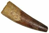 Fossil Spinosaurus Tooth - Real Dinosaur Tooth #350069-1